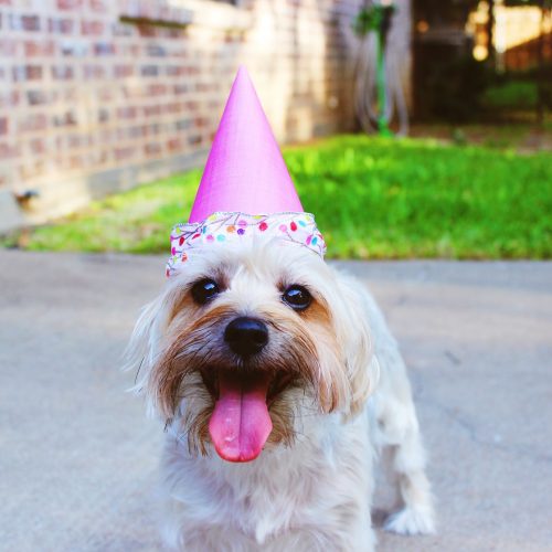Anniversaire Heure Bleue
